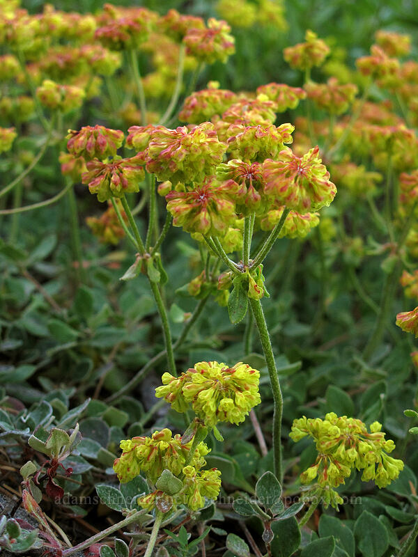 sulphur-flower buckwheat (Eriogonum umbellatum) [Timberline Trail, Mt. Hood Wilderness, Hood River County, Oregon]