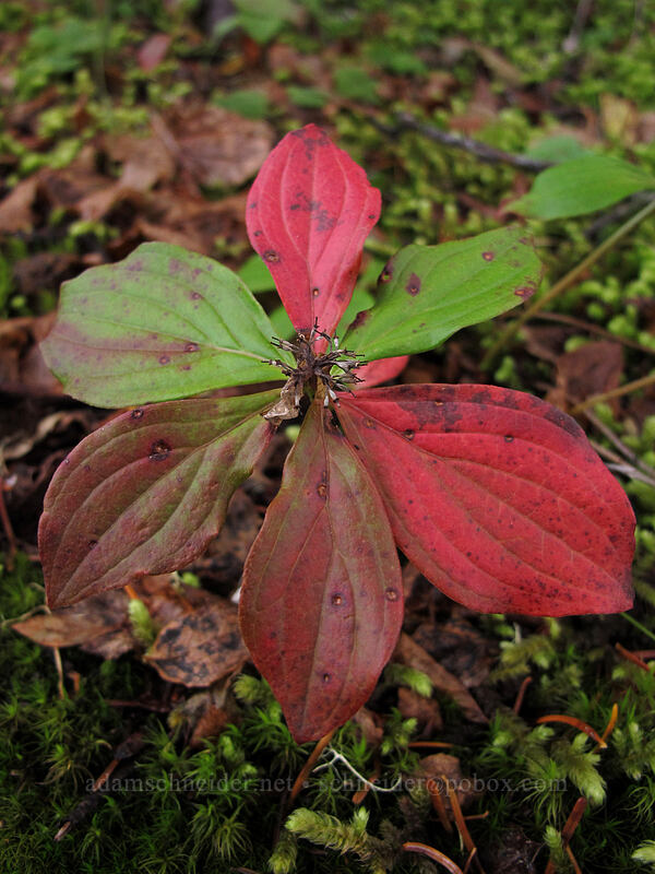 bunchberry leaves (Cornus unalaschkensis (Cornus canadensis)) [Thomas Lake Trail, Indian Heaven Wilderness, Skamania County, Washington]