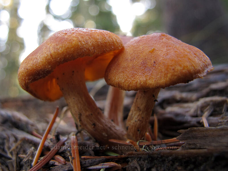 mushrooms [Thomas Lake Trail, Indian Heaven Wilderness, Skamania County, Washington]