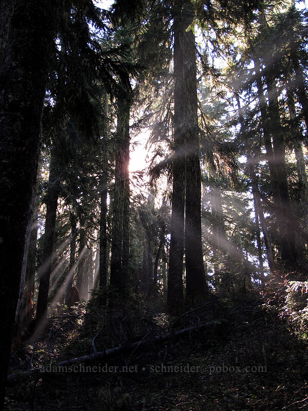 misty sunlight through conifers [Thomas Lake Trail, Indian Heaven Wilderness, Skamania County, Washington]