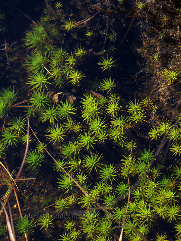 moss under water [west of East Crater, Indian Heaven Wilderness, Skamania County, Washington]