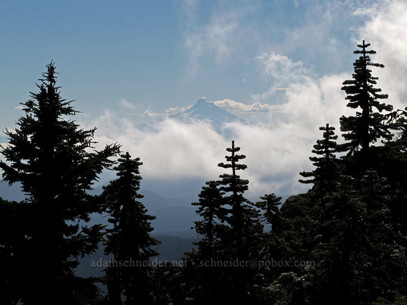 Mt. Hood & clouds [East Crater, Indian Heaven Wilderness, Skamania County, Washington]
