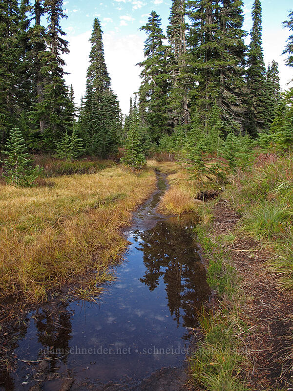 flooded trail [Thomas Lake Trail, Indian Heaven Wilderness, Skamania County, Washington]
