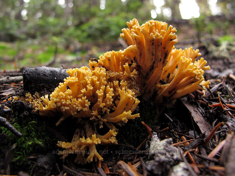 orange coral fungus [Thomas Lake Trail, Indian Heaven Wilderness, Skamania County, Washington]