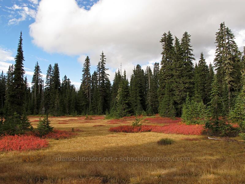autumn meadow [Thomas Lake Trail, Indian Heaven Wilderness, Skamania County, Washington]
