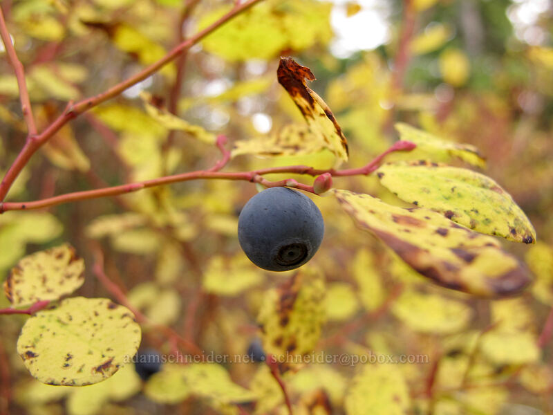 huckleberry (Vaccinium sp.) [Thomas Lake Trail, Indian Heaven Wilderness, Skamania County, Washington]