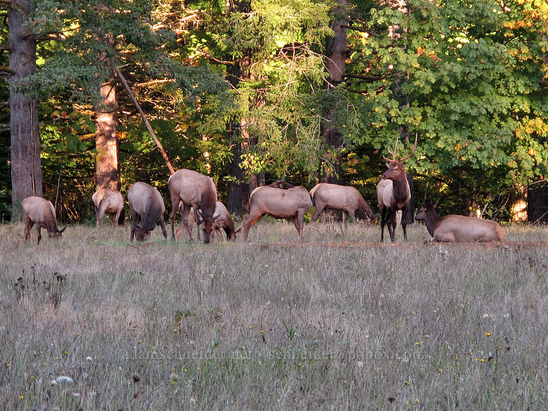 Roosevelt elk (Cervus canadensis roosevelti) [Panther Creek Road, Indian Heaven Wilderness, Skamania County, Washington]