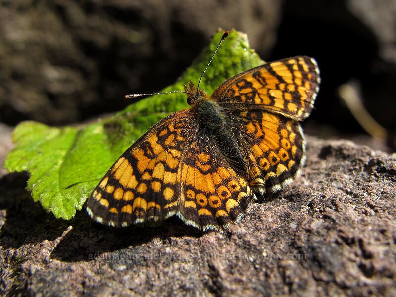 mylitta crescent butterfly (Phyciodes mylitta) [Tamanawas Falls Trail, Mt. Hood National Forest, Hood River County, Oregon]