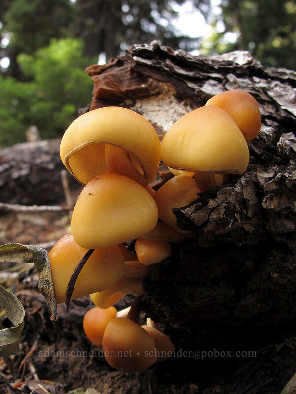 mushrooms [Umbrella Falls Trail, Mt. Hood National Forest, Hood River County, Oregon]