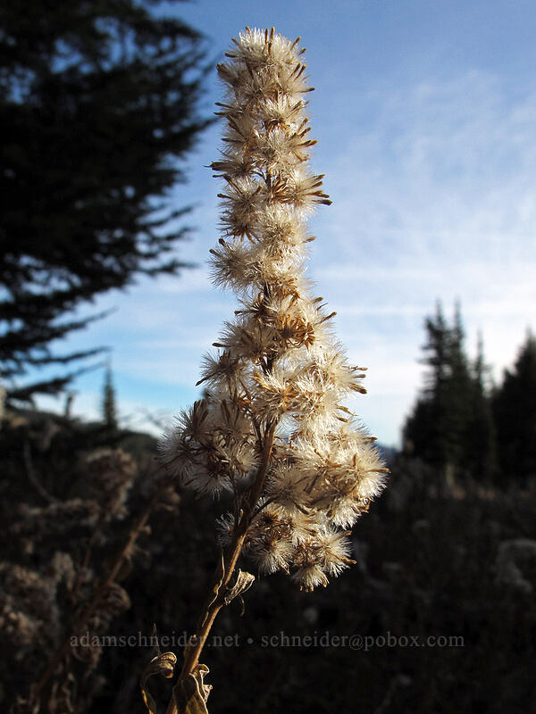 goldenrod seeds (Solidago sp.) [Umbrella Falls Trail, Mt. Hood National Forest, Hood River County, Oregon]