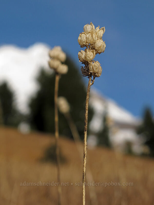 empty false asphodel seed pods (Triantha occidentalis ssp. brevistyla (Tofieldia glutinosa var. brevistyla)) [Timberline Trail, Mt. Hood National Forest, Hood River County, Oregon]