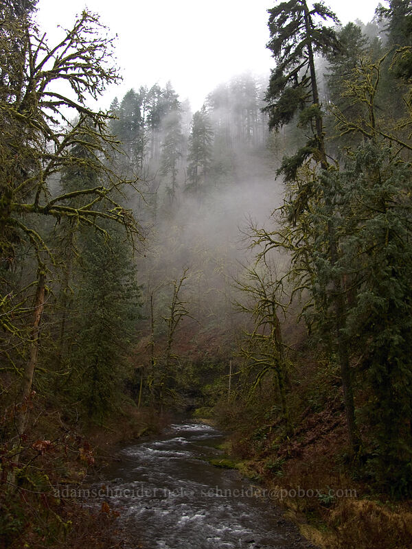 fog [Canyon Trail, Silver Falls State Park, Marion County, Oregon]