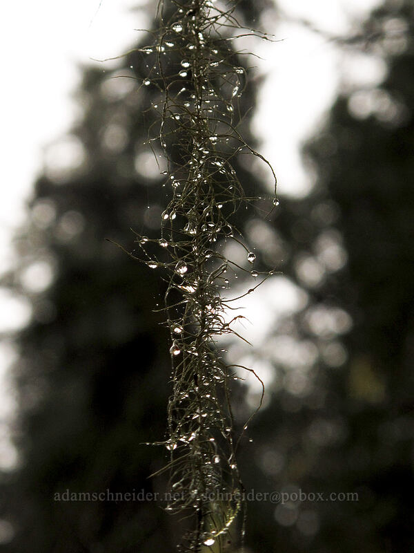 hanging lichen [Canyon Trail, Silver Falls State Park, Marion County, Oregon]