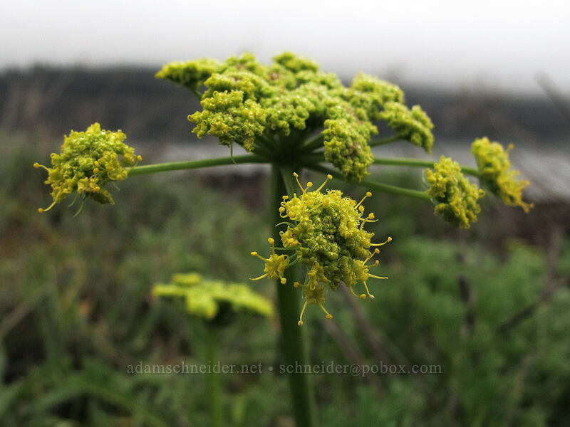 pungent desert parsley (Lomatium sp.) [Coyote Wall, Klickitat County, Washington]