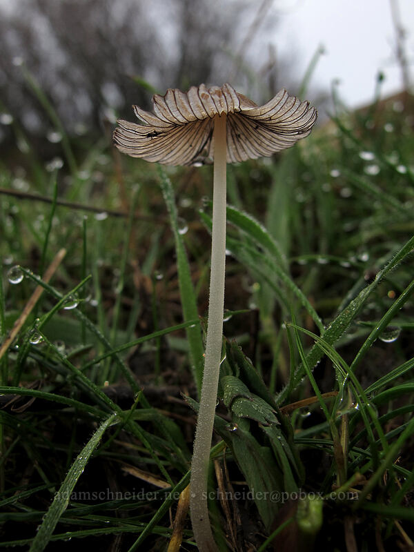 mushroom [Coyote Wall, Klickitat County, Washington]