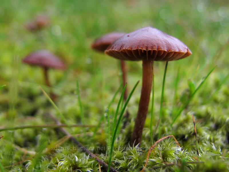 mushrooms [Coyote Wall, Klickitat County, Washington]