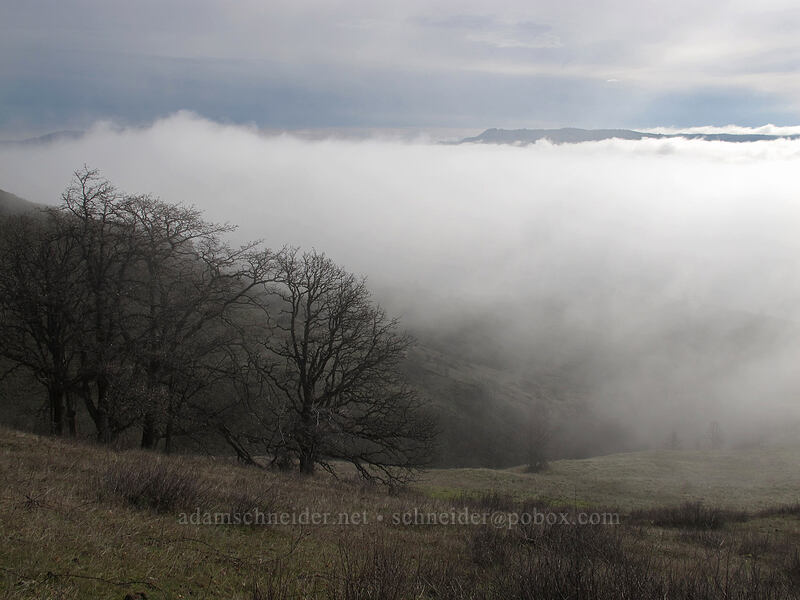 fog & oak trees [Coyote Wall, Klickitat County, Washington]