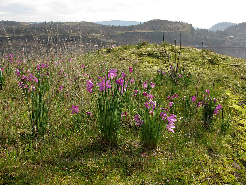 grass widows (Olsynium douglasii) [Coyote Wall, Klickitat County, Washington]