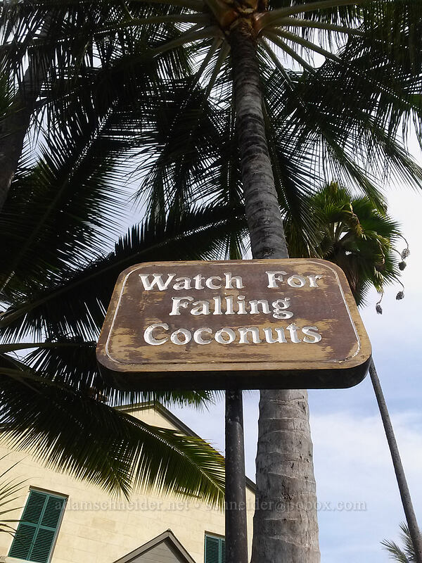 Watch For Falling Coconuts [Hulihe'e Palace, Kailua-Kona, Big Island, Hawaii]