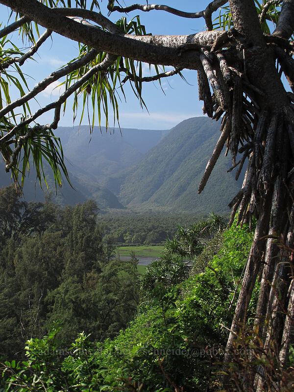 hala tree & Pololu Valley (Pandanus tectorius) [Pololu Trail, Kohala Forest Reserve, Big Island, Hawaii]