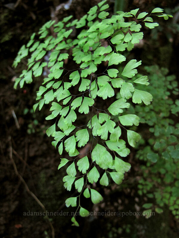 maidenhair fern (Adiantum sp.) [Pololu Trail, Kohala Forest Reserve, Big Island, Hawaii]