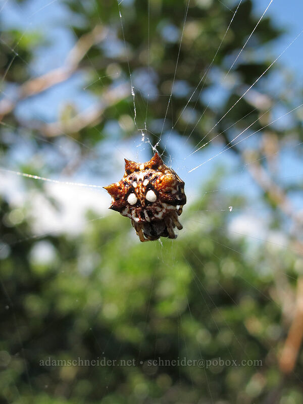 Asian spiny-backed spider (Gasteracantha mammosa) [Pololu Trail, Kohala Forest Reserve, Big Island, Hawaii]