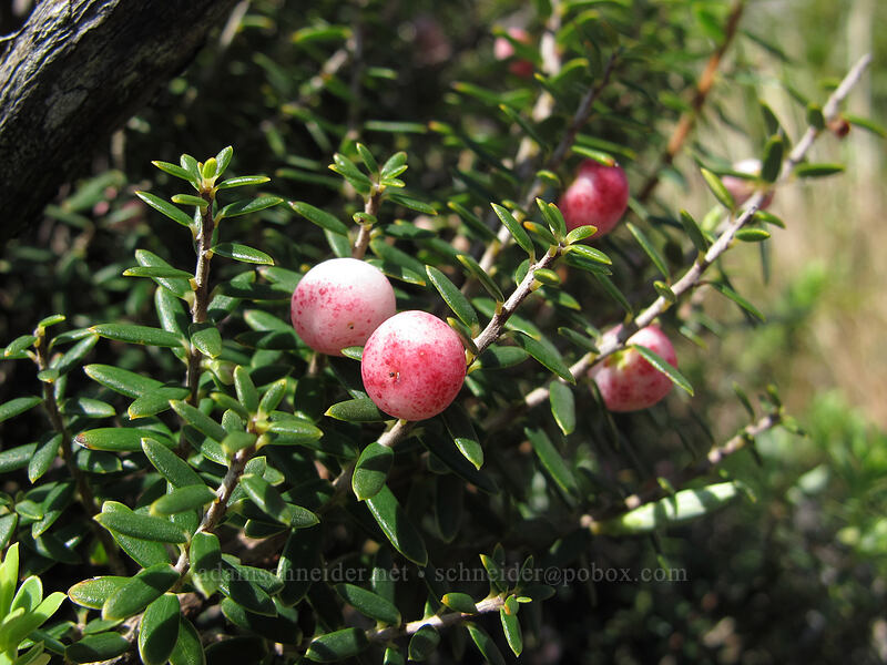 pukiawe berries (Leptecophylla tameiameiae (Styphelia tameiameiae)) [Pololu Trail, Kohala Forest Reserve, Big Island, Hawaii]