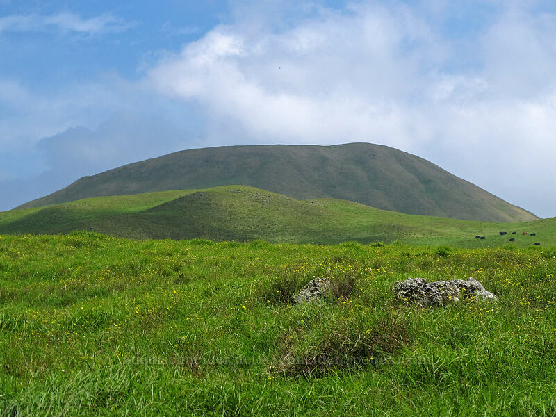 green hills [Kohala Mountain Road, South Kohala District, Big Island, Hawaii]
