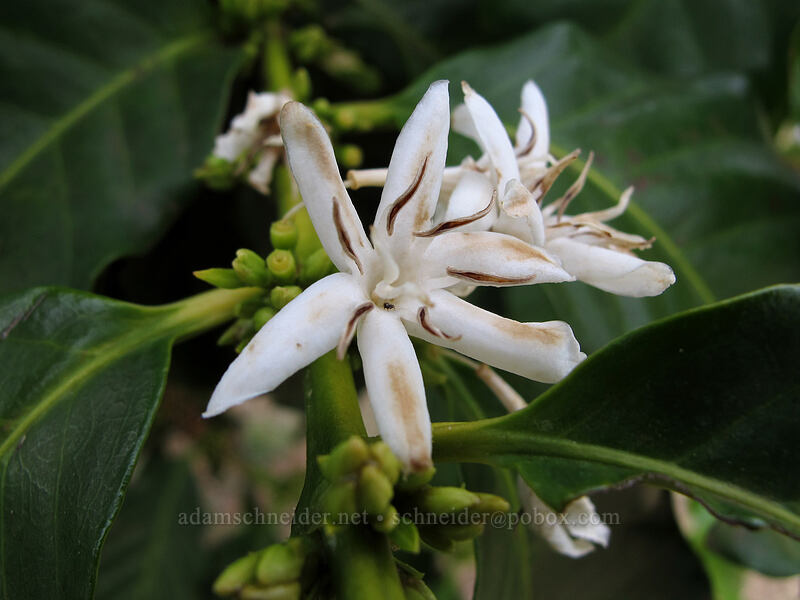 coffee flowers (Coffea arabica) [Greenwell Farms, Kealakekua, Big Island, Hawaii]