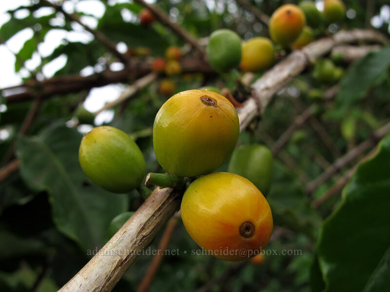 coffee cherries (Coffea arabica) [Greenwell Farms, Kealakekua, Big Island, Hawaii]