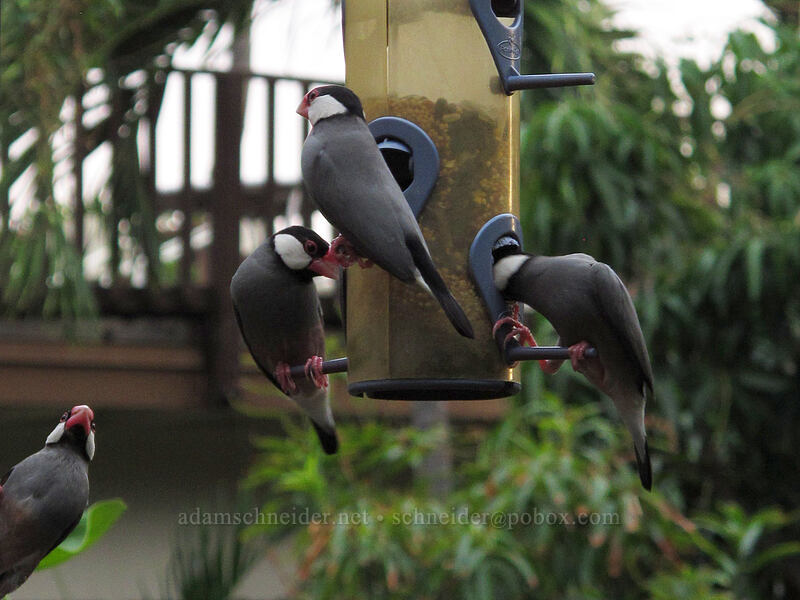 Java finches (Lonchura oryzivora) [Nahale Place, Kona Coast, Big Island, Hawaii]