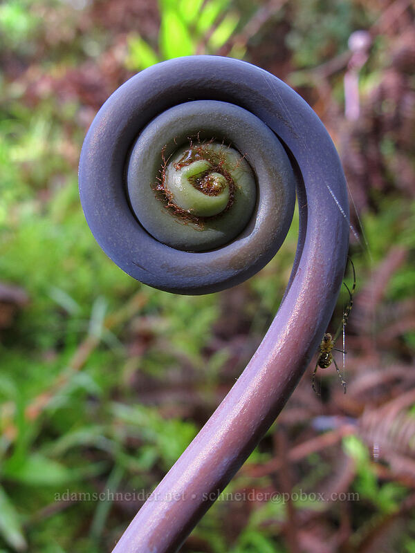 uluhe fiddlehead (and spider) (Dicranopteris linearis) ['Akaka Falls State Park, Honomu, Big Island, Hawaii]