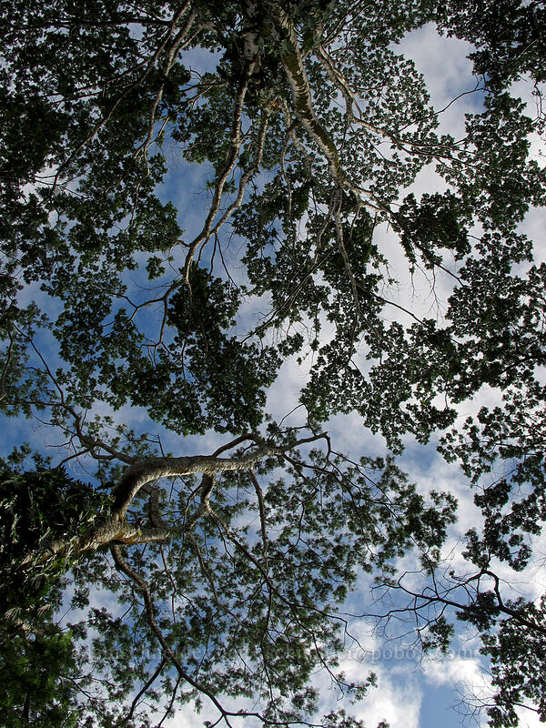tree canopy & sky ['Akaka Falls State Park, Honomu, Big Island, Hawaii]