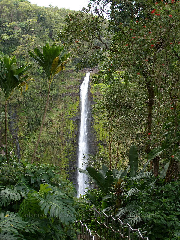 'Akaka Falls ['Akaka Falls State Park, Honomu, Big Island, Hawaii]