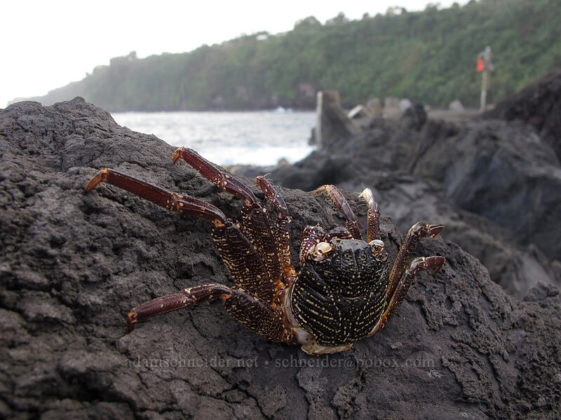 rock crab ('a'ama) exoskeleton (Grapsus tenuicrustatus) [Laupahoehoe Point Beach Park, Laupahoehoe, Big Island, Hawaii]