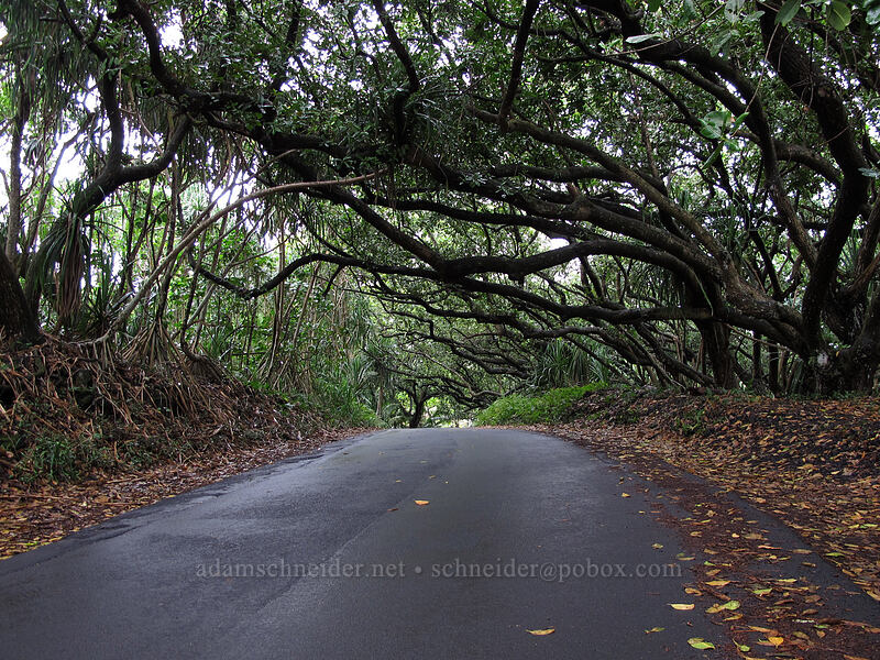 Puna tree canopy [Kalapana-Kapoho Road, Puna District, Big Island, Hawaii]