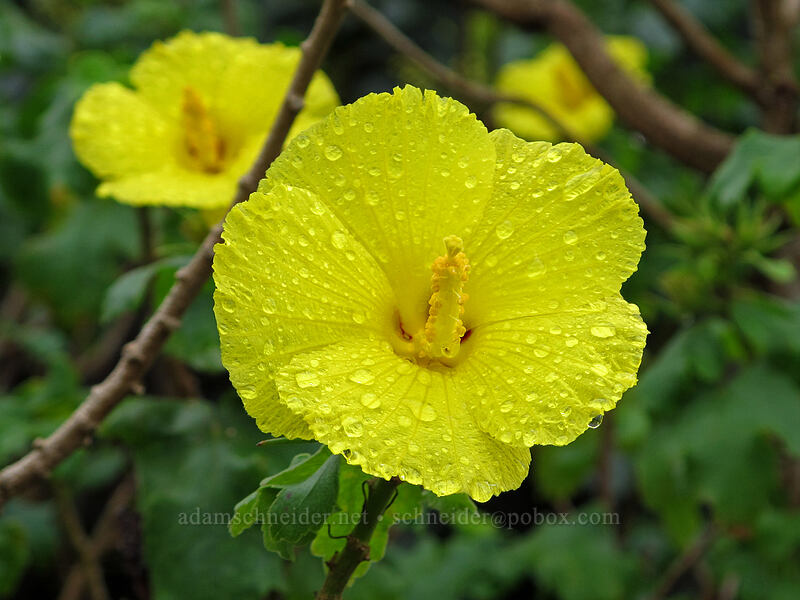 raindrops on yellow hibiscus (Hibiscus sp.) [Lava Tree State Monument, Pahoa, Big Island, Hawaii]
