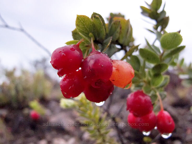 'ohelo 'ai berries (Vaccinium reticulatum) [Jaggar Museum, Hawaii Volcanoes National Park, Big Island, Hawaii]