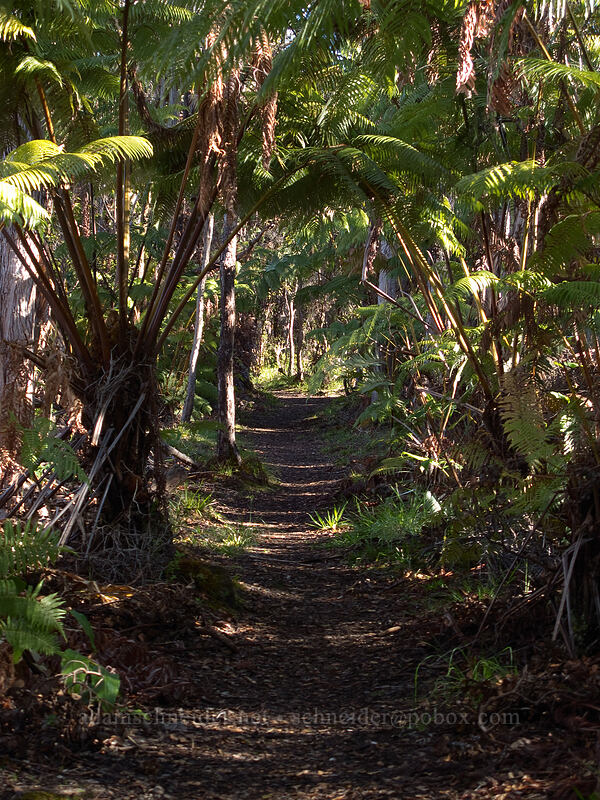 hapu'u-lined trail (Cibotium sp.) [Kilauea Iki Trail, Hawaii Volcanoes National Park, Big Island, Hawaii]