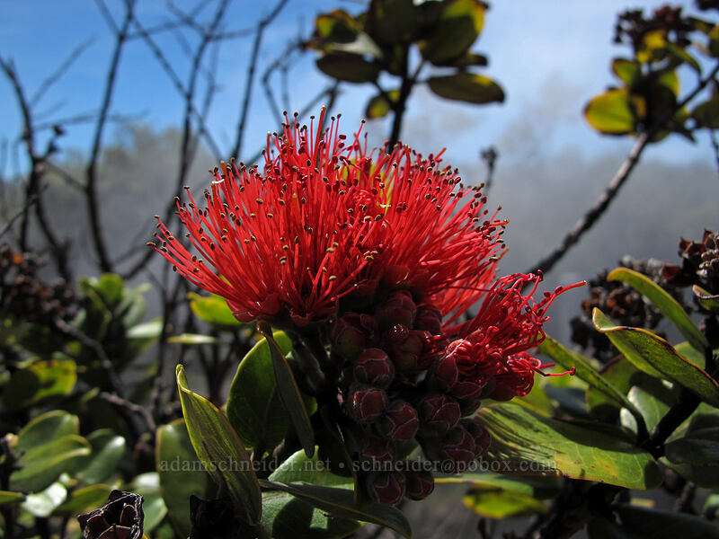 'ohi'a lehua flower (Metrosideros polymorpha) [Crater Rim Trail, Hawaii Volcanoes National Park, Big Island, Hawaii]
