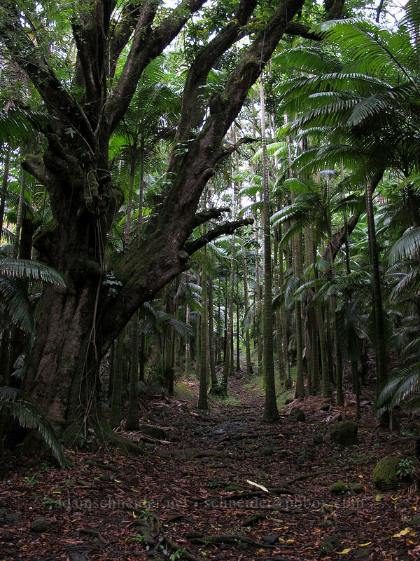 palm tree jungle [Onomea Bay, South Hilo District, Big Island, Hawaii]