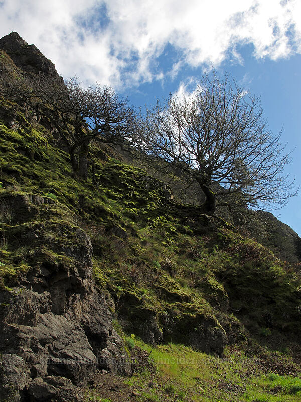budding trees & mossy cliffs [Highway 14, Skamania County, Washington]