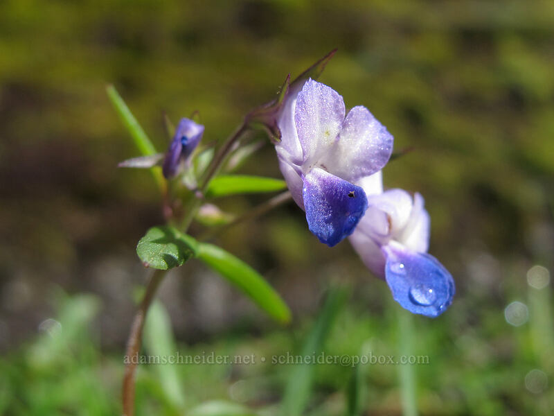small-flowered blue-eyed mary (Collinsia parviflora) [Eagle Creek Trail, Columbia River Gorge, Hood River County, Oregon]