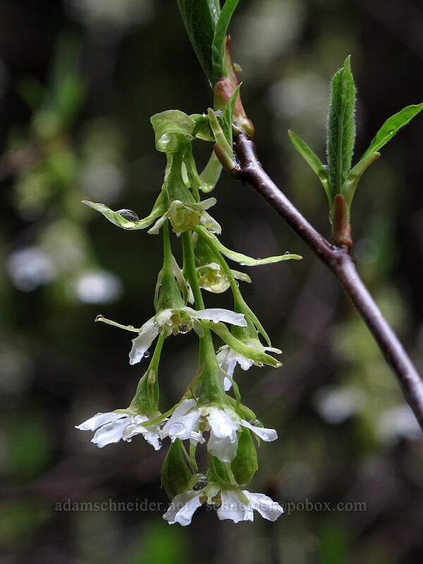 Indian plum (osoberry) flowers (Oemleria cerasiformis) [Eagle Creek Trail, Columbia River Gorge, Hood River County, Oregon]