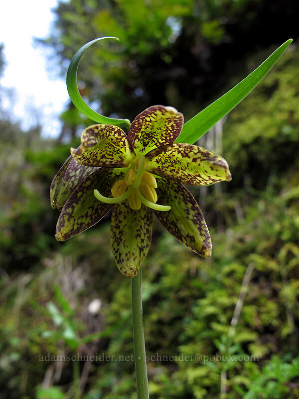 chocolate lily (Fritillaria affinis) [Eagle Creek Trail, Columbia River Gorge, Hood River County, Oregon]