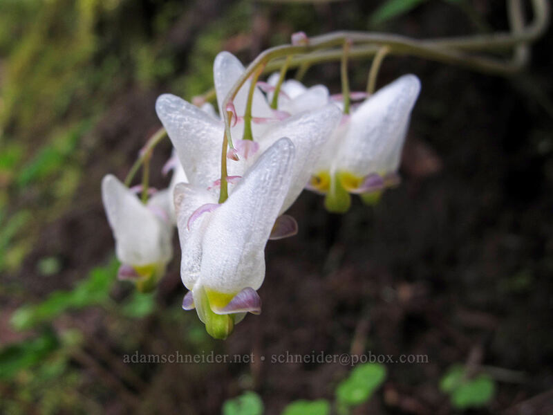 Dutchman's breeches (Dicentra cucullaria var. occidentalis) [Eagle Creek Trail, Columbia River Gorge, Hood River County, Oregon]