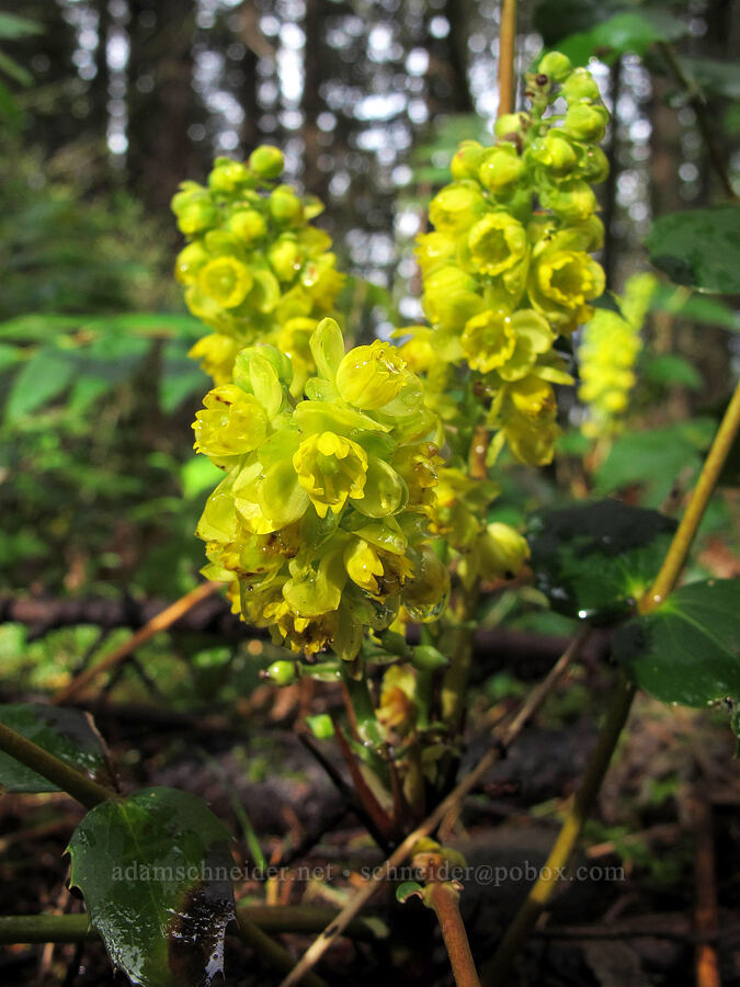 Oregon-grape (Mahonia nervosa (Berberis nervosa)) [Herman Creek Trail, Mt. Hood National Forest, Hood River County, Oregon]