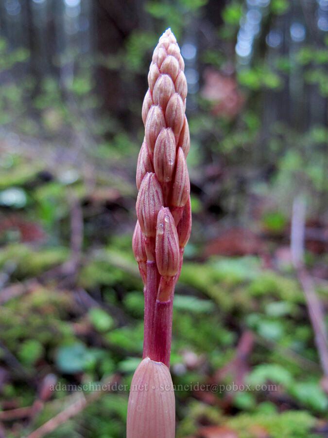 striped coral-root orchid, budding (Corallorhiza striata) [Herman Creek Trail, Mt. Hood National Forest, Hood River County, Oregon]