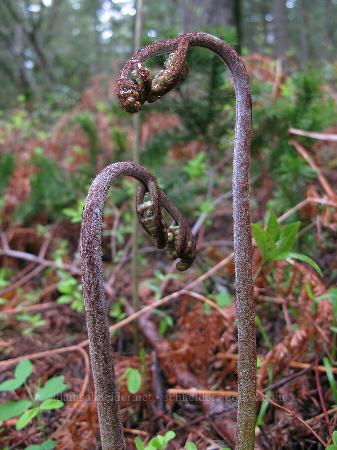 bracken ferns unfurling (Pteridium aquilinum) [Herman Creek Trail, Mt. Hood National Forest, Hood River County, Oregon]