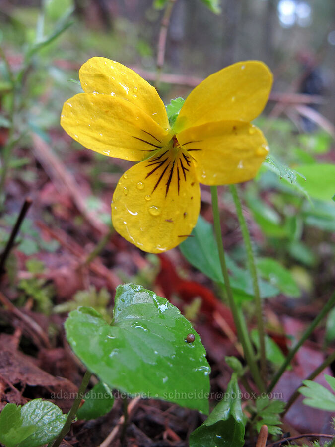 pioneer violet (Viola glabella) [Herman Creek Trail, Mt. Hood National Forest, Hood River County, Oregon]